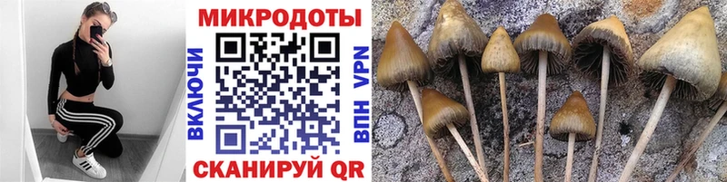 Купить где  Благодарный  Галлюциногенные грибы MAGIC MUSHROOMS 